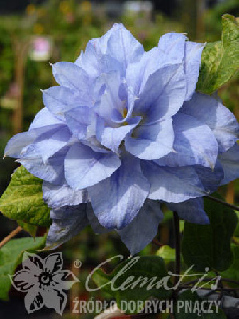 Powojnik 'Mazury' Clematis