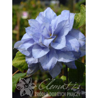 Powojnik 'Mazury' Clematis