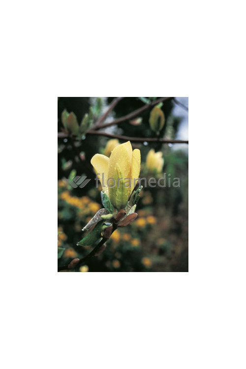 Magnolia 'Yellow Lantern' Magnolia