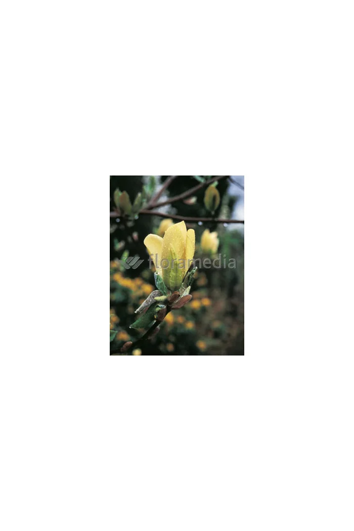 Magnolia 'Yellow Lantern' Magnolia