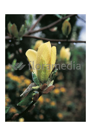 Magnolia 'Yellow Lantern' Magnolia