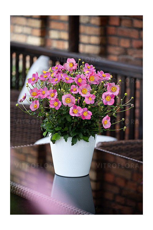 Zawilec japoński 'Little Breeze Kiss' | Anemone japonica