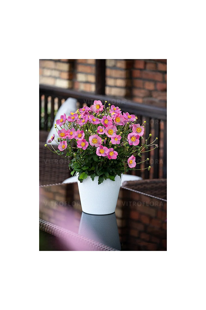 Zawilec japoński 'Little Breeze Kiss' | Anemone japonica