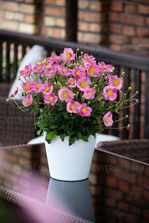 Zawilec japoński 'Little Breeze Kiss' | Anemone japonica