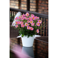 Zawilec japoński 'Little Breeze Kiss' | Anemone japonica