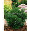 Sosna górska 'Gnom'