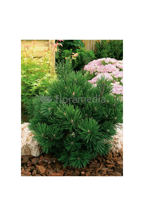 Sosna górska 'Gnom'