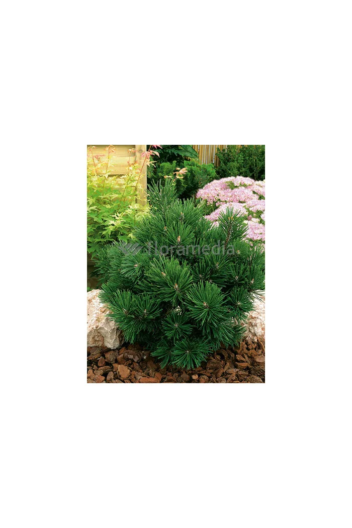 Sosna górska 'Gnom'