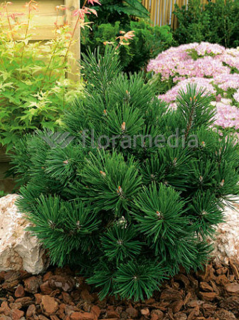 Sosna górska 'Gnom'