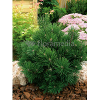 Sosna górska 'Gnom'