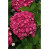 Hortensja ogrodowa 'Leuchtfeuer' | Hydrangea macrophylla