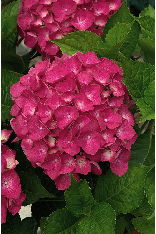 Hortensja ogrodowa 'Leuchtfeuer' | Hydrangea macrophylla
