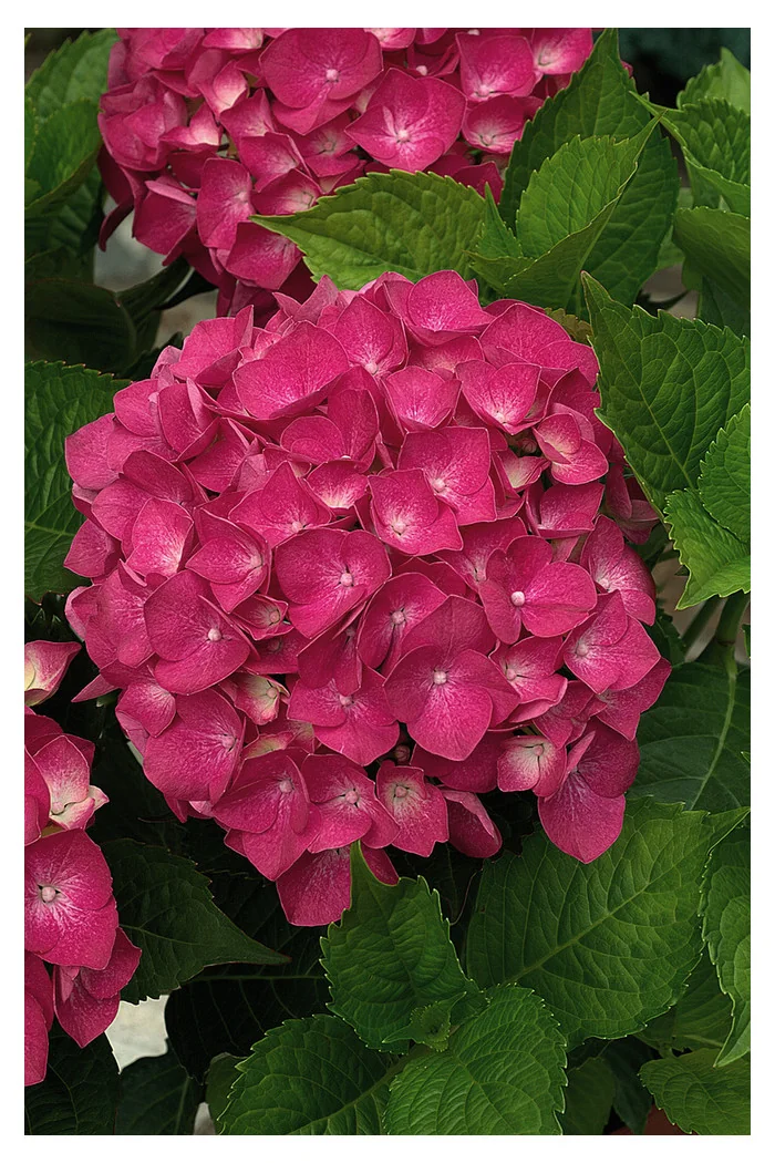 Hortensja ogrodowa 'Leuchtfeuer' | Hydrangea macrophylla
