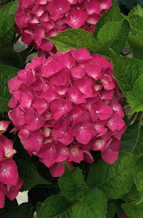Hortensja ogrodowa 'Leuchtfeuer' | Hydrangea macrophylla