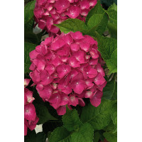 Hortensja ogrodowa 'Leuchtfeuer' | Hydrangea macrophylla