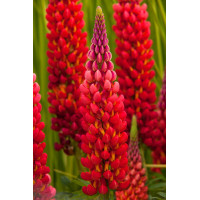 Łubin 'Towering Inferno' | Lupinus