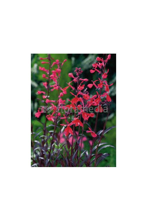 Lobelia 'Chocolate Truffle' Lobelia
