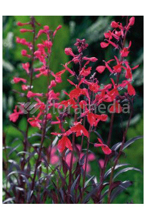 Lobelia 'Chocolate Truffle' Lobelia