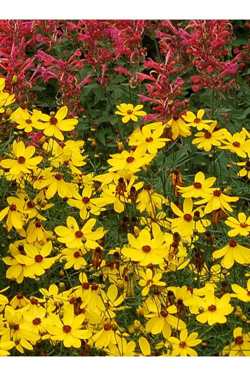 Nachyłek 'Imperial Sun' Coreopsis