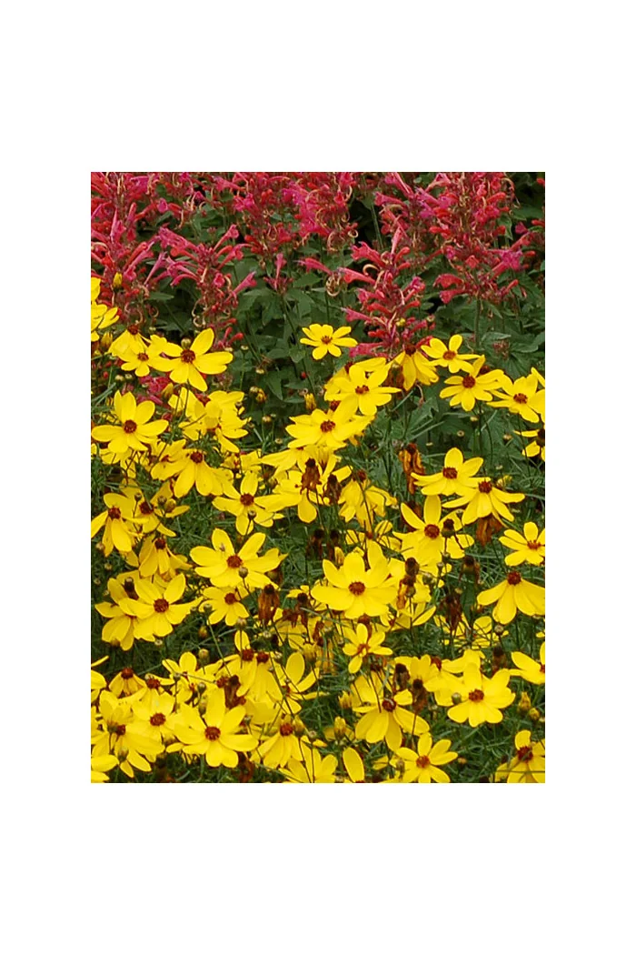 Nachyłek 'Imperial Sun' Coreopsis