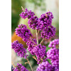 Pięknotka bodinera 'Profusion' | Callicarpa bodinieri