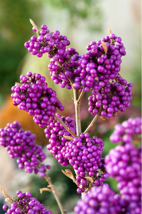 Pięknotka bodinera 'Profusion' | Callicarpa bodinieri