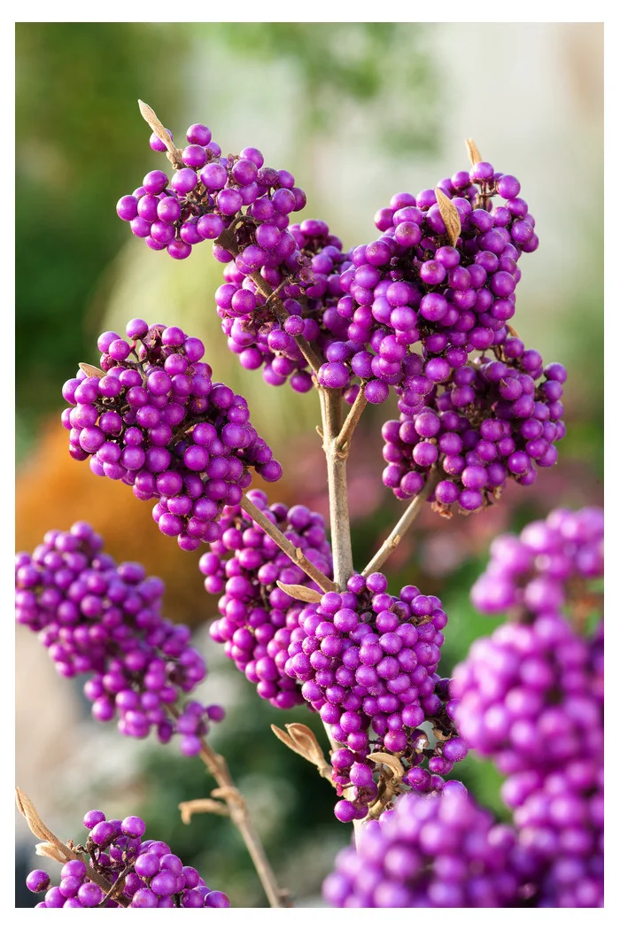 Pięknotka bodinera 'Profusion' | Callicarpa bodinieri