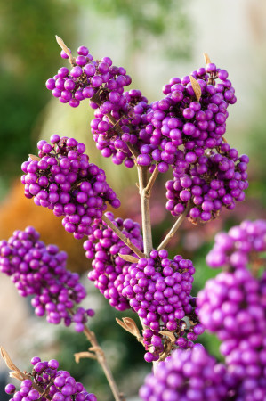 Pięknotka bodinera 'Profusion' | Callicarpa bodinieri