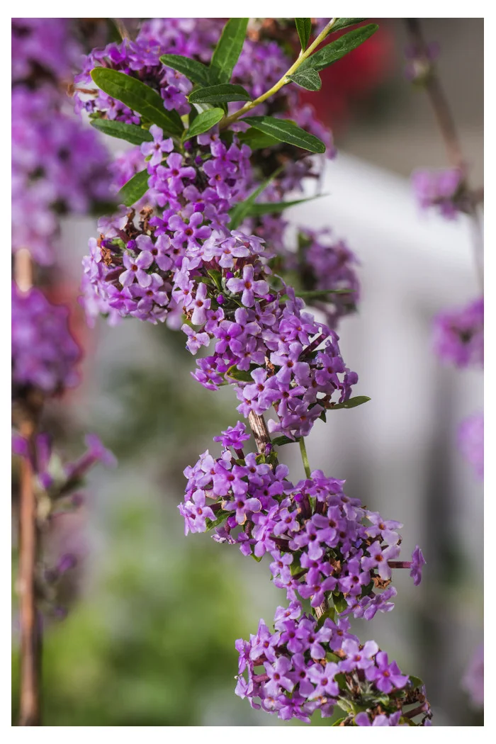 Budleja skrętolistna | Buddleja alternifolia