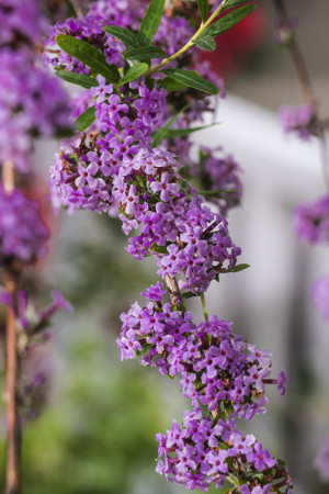 Budleja skrętolistna | Buddleja alternifolia