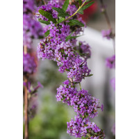 Budleja skrętolistna | Buddleja alternifolia
