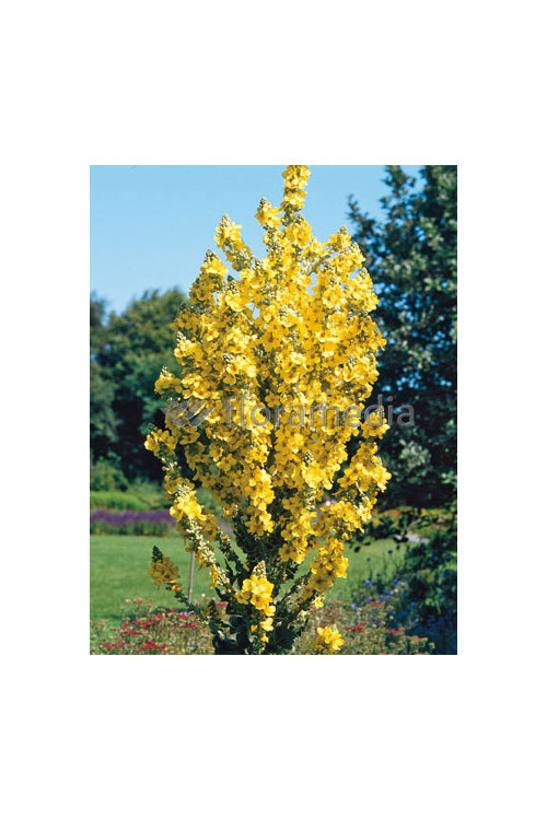 Dziewanna olimpijska Verbascum olympicum