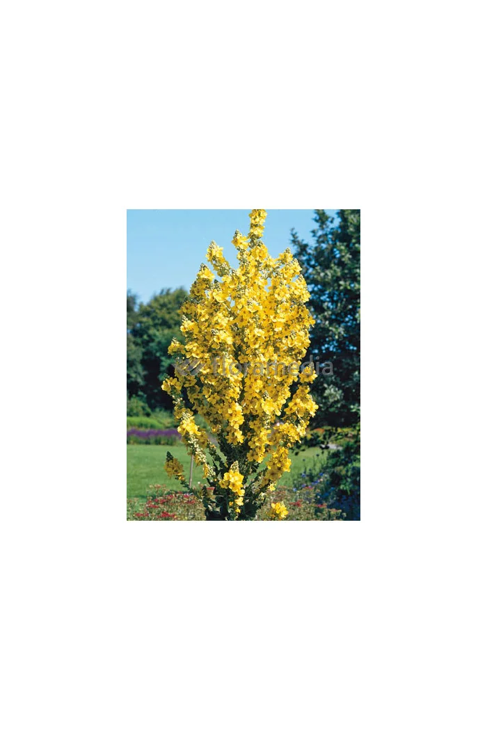 Dziewanna olimpijska Verbascum olympicum