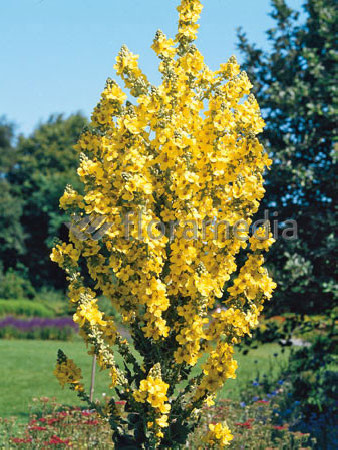 Dziewanna olimpijska Verbascum olympicum