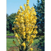 Dziewanna olimpijska Verbascum olympicum