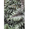 Athyrium (wietlica) 'Silver Falls' Athyrium