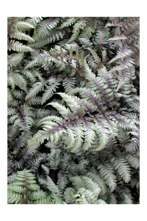 Athyrium (wietlica) 'Silver Falls' Athyrium