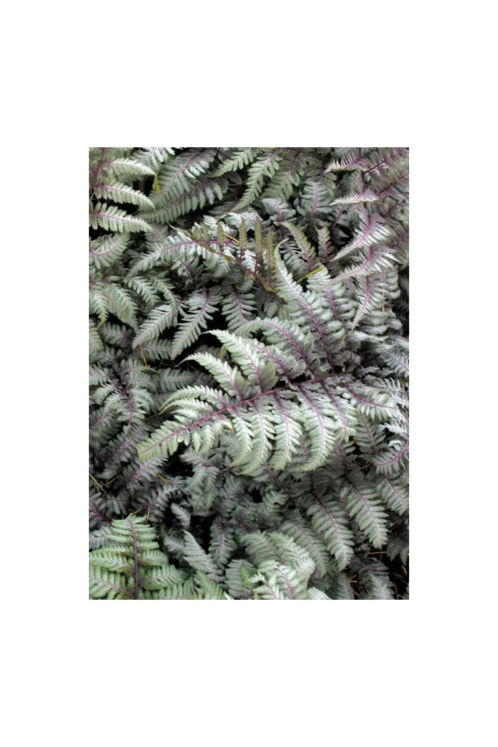 Athyrium (wietlica) 'Silver Falls' Athyrium