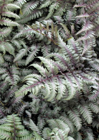 Athyrium (wietlica) 'Silver Falls' Athyrium