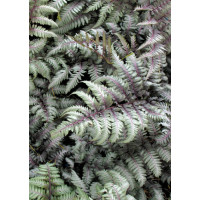 Athyrium (wietlica) 'Silver Falls' Athyrium