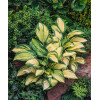 Funkia 'Great Expectations' | Hosta
