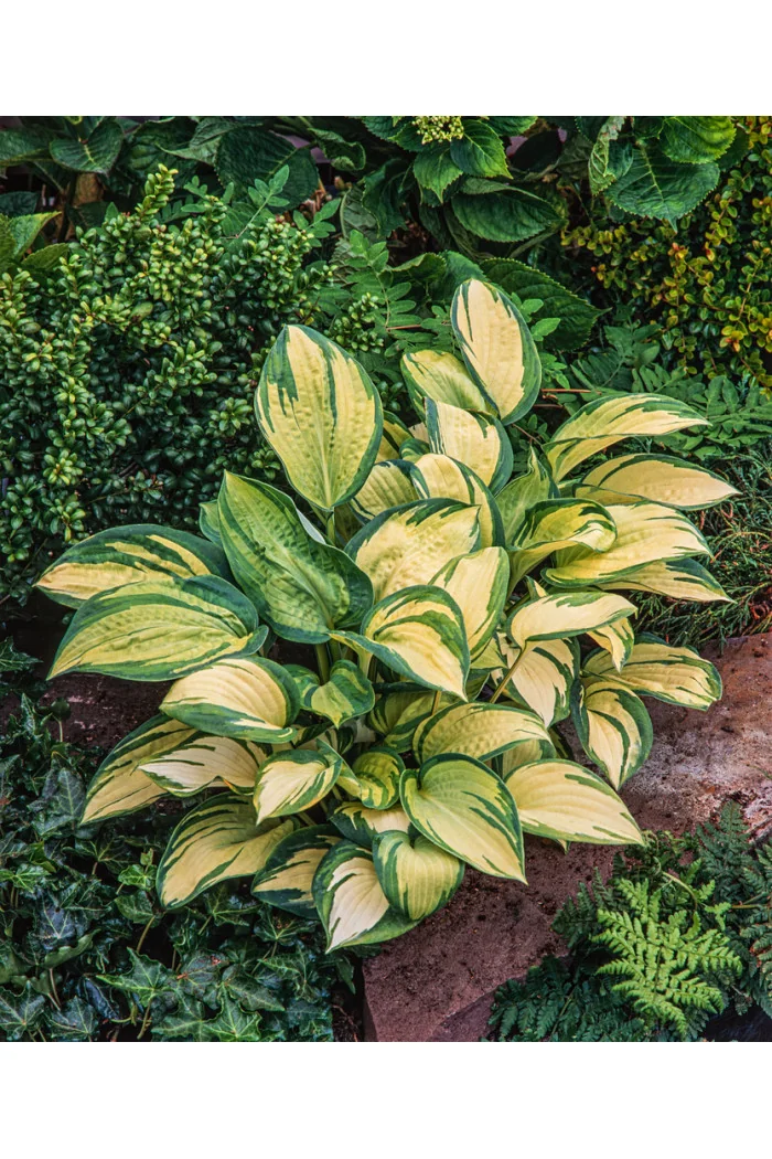 Funkia 'Great Expectations' | Hosta