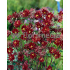 Orlik 'Ruby Port' Aquilegia