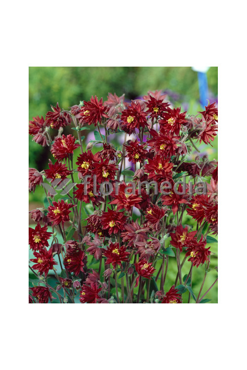 Orlik 'Ruby Port' Aquilegia