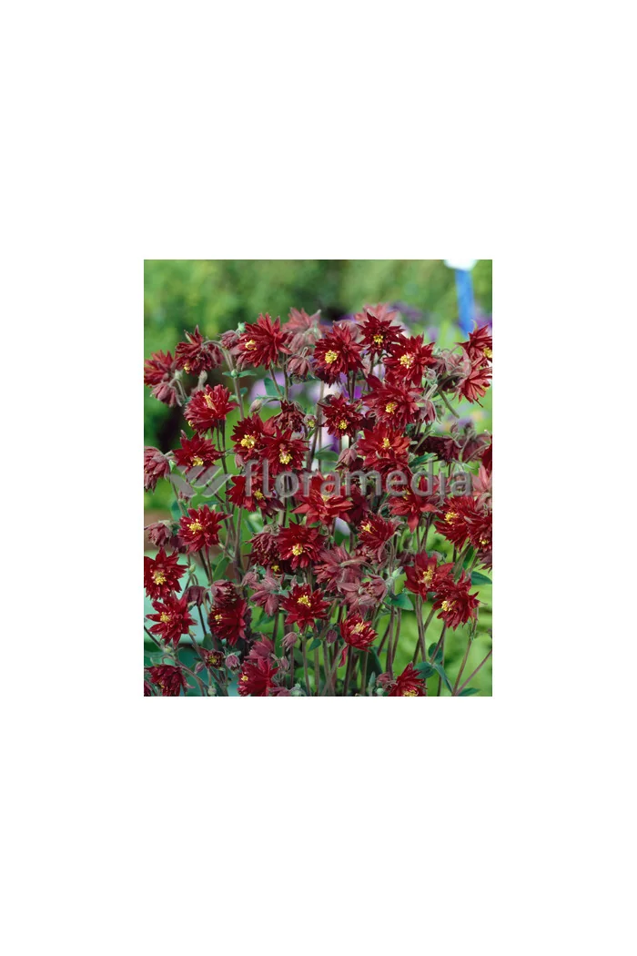 Orlik 'Ruby Port' Aquilegia