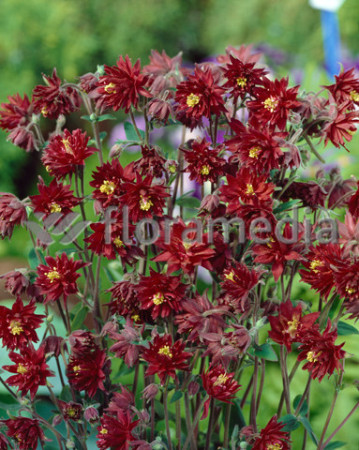 Orlik 'Ruby Port' Aquilegia