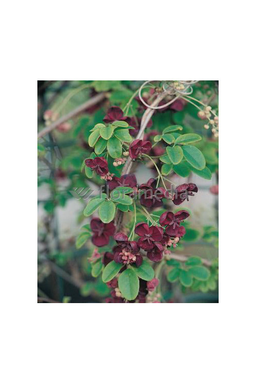 Akebia pięciolistkowa 'Variegata' | Akebia quinata