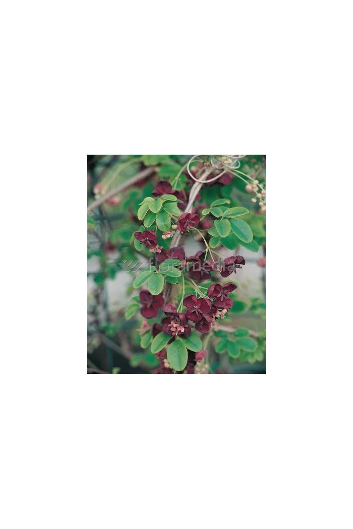 Akebia pięciolistkowa 'Variegata' | Akebia quinata