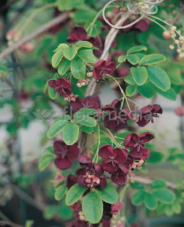 Akebia pięciolistkowa 'Variegata' | Akebia quinata