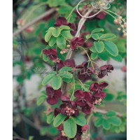 Akebia pięciolistkowa 'Variegata' | Akebia quinata